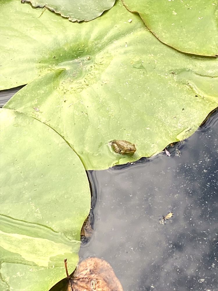 Petite grenouille verte et brune posée au bord d'une feuille de nénuphar, au ras de l'eau sombre.